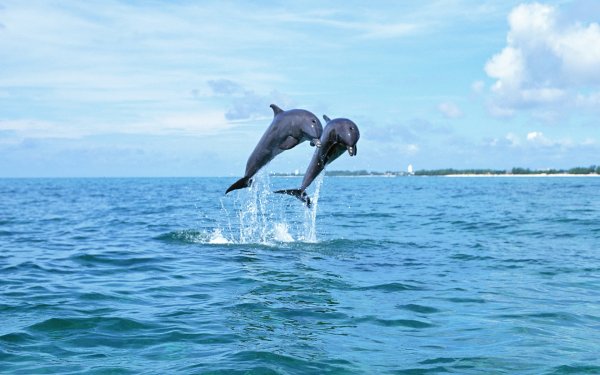 Лето море дельфины