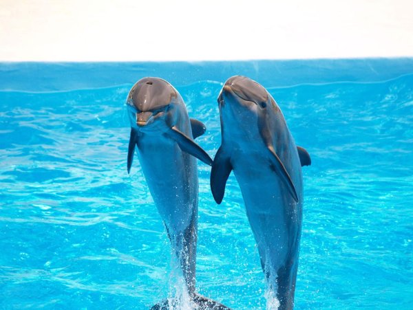 Два дельфина
