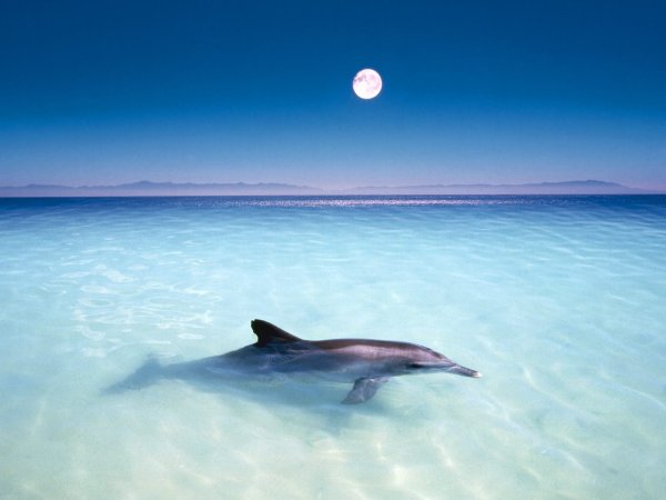 Мыс Опук дельфины