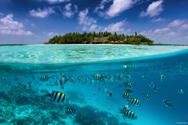 Барьерный риф Мальдивы