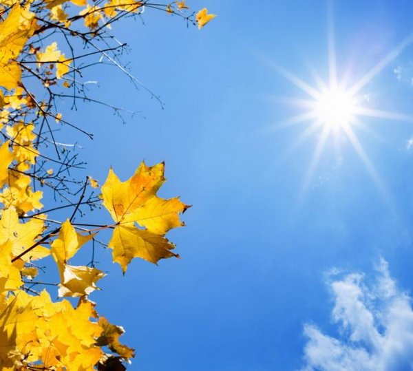 Желтая осень