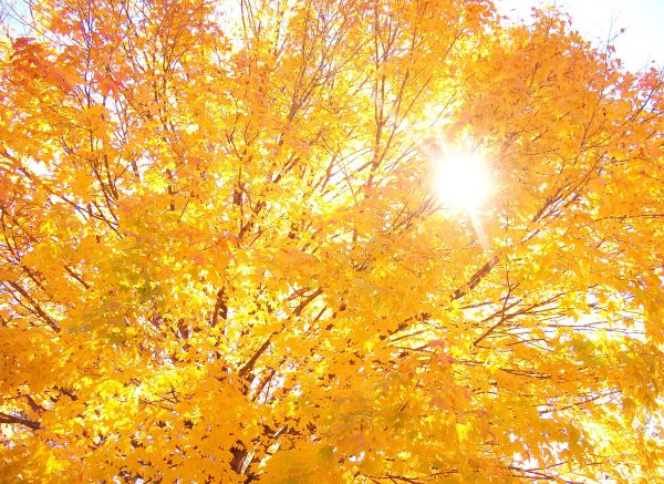 Солнце осенью