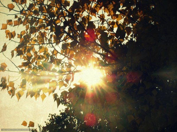Солнечная осень