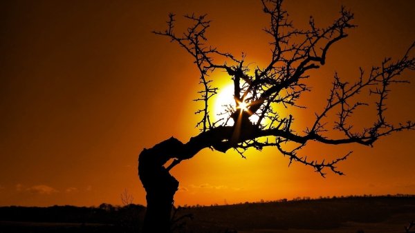 Солнце мертвых арт