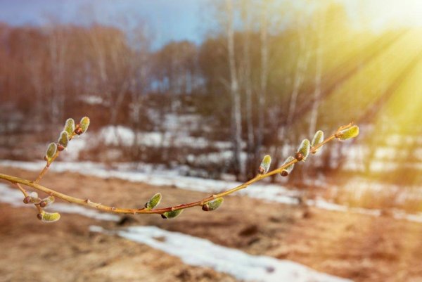 Золотая Весна