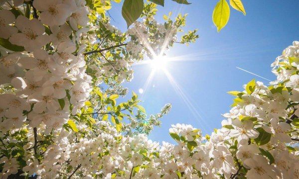 Ранняя Весна обои на рабочий стол