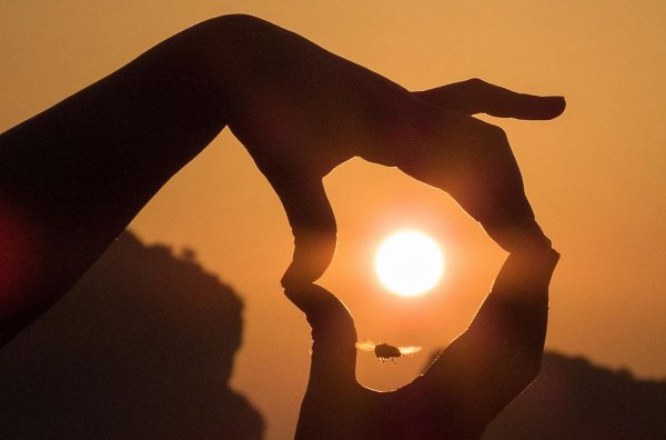 Кусочек солнца в руках