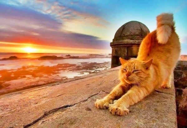 Кот на закате