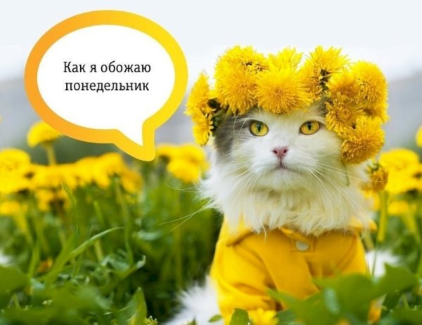 Пожелания доброго утра прикольные