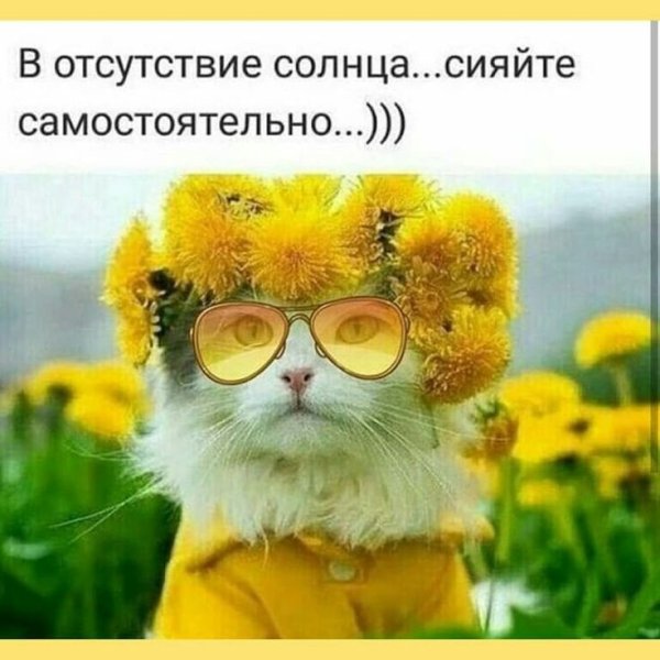 Кот спит на солнце