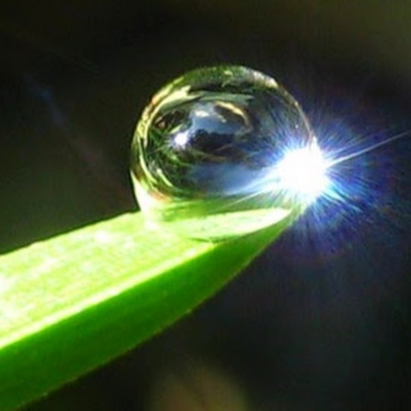 Отражение солнца в росе