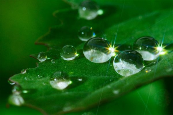 Утренняя роса на траве