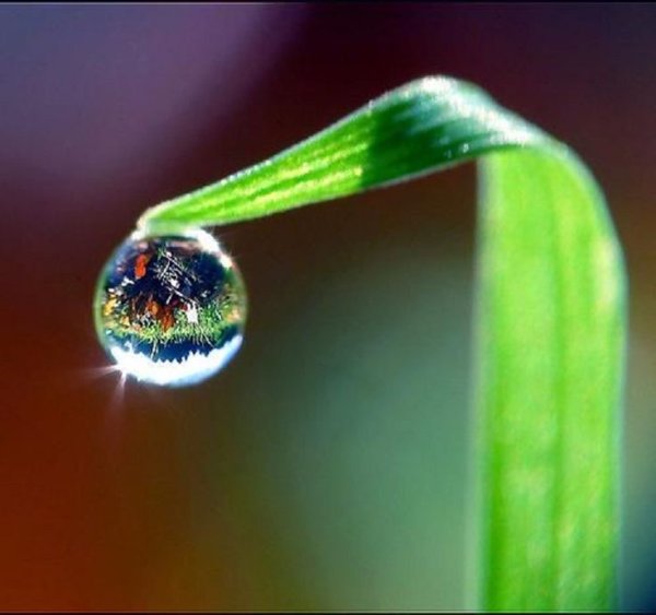 Росинка на солнце