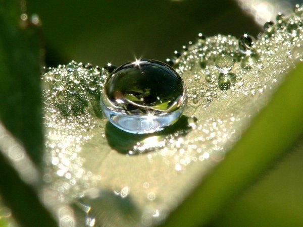 Блестящая природа