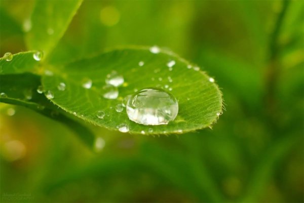 Капли воды на листьях