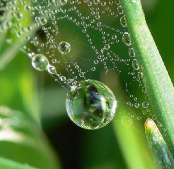 Росинка роса