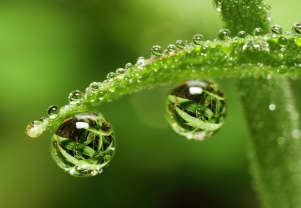 Капельки росы