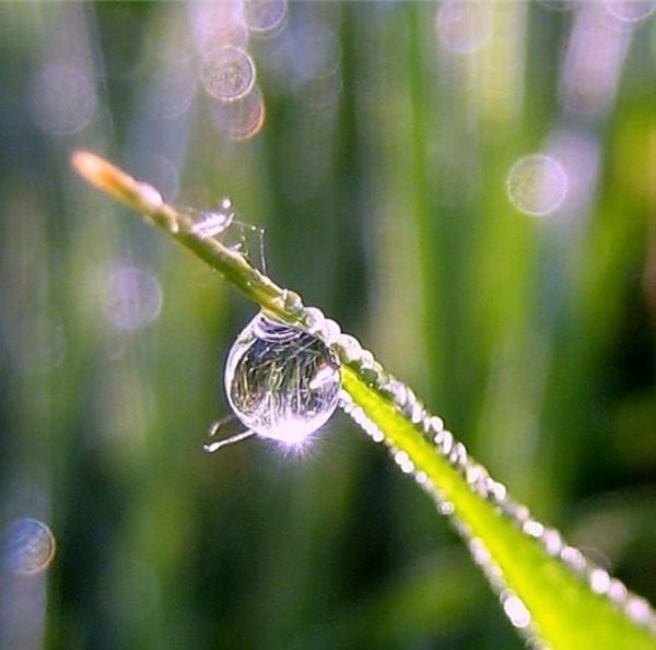 Отражение солнца в капле