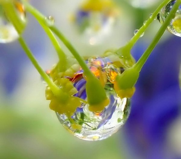 Капля утренней росы