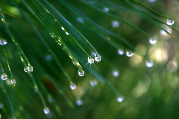 Капельки росы на траве