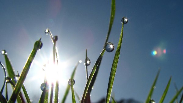 Утренняя роса на траве