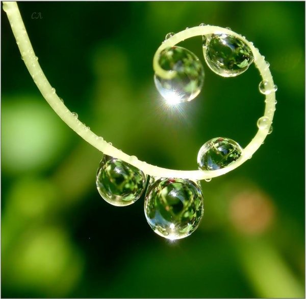 Роса на солнце