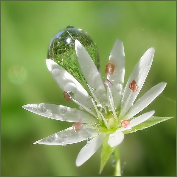 Росинка на цветке