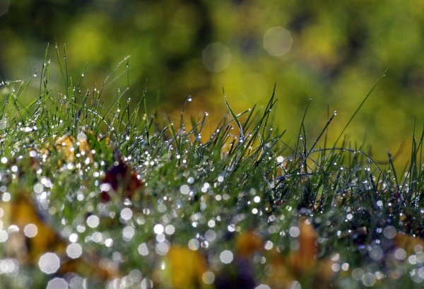 Покрытый утренней росой лук