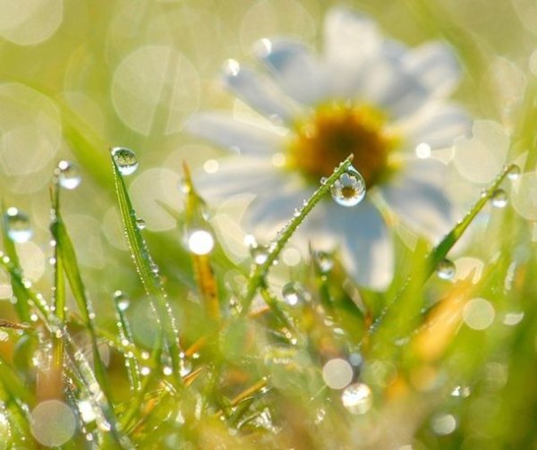 Ромашки в солнечных лучах