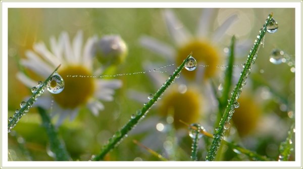 Ромашка с росой в солнечных лучах
