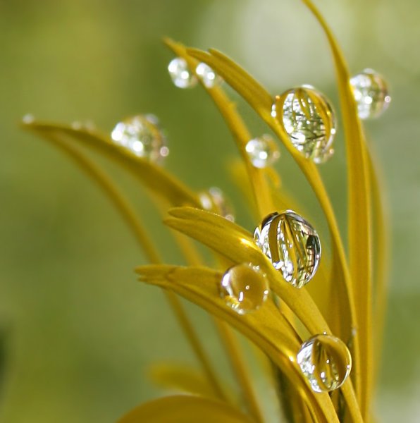 Капля росы анимация