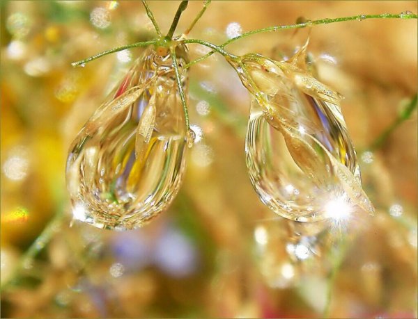 Хрустальные капли росы