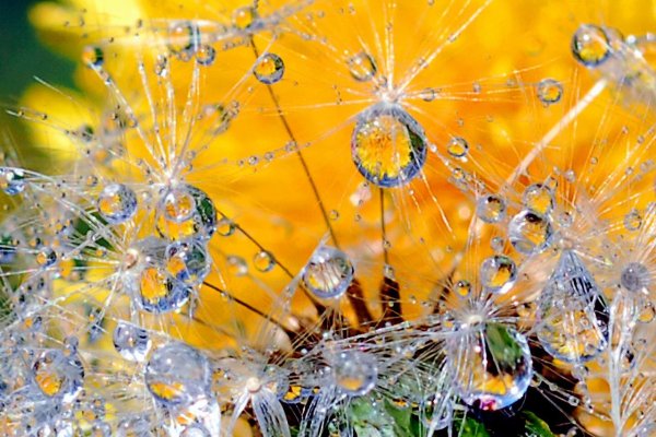 Одуванчики в росе