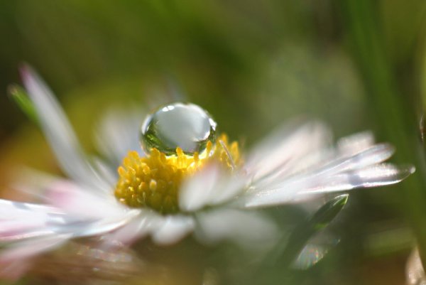 Ромашки в росе