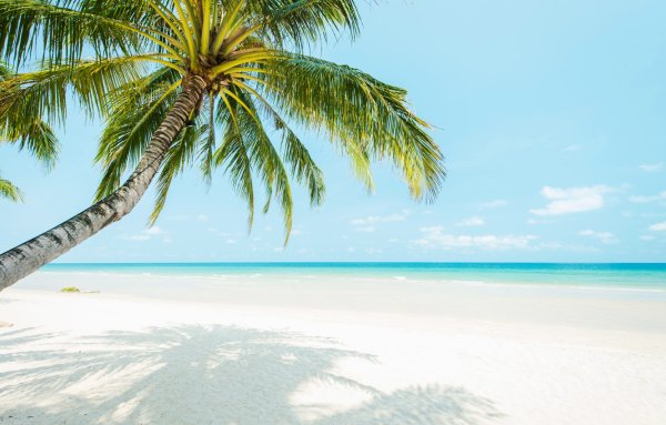 Пальмы солнце пляж