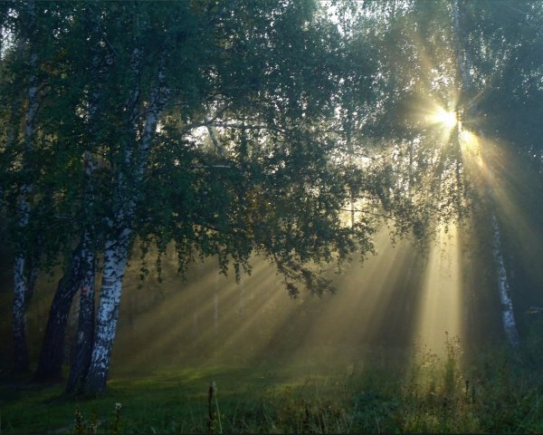 Солнечное утро в лесу