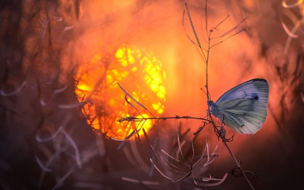 Настенный светильник солнце и Луна