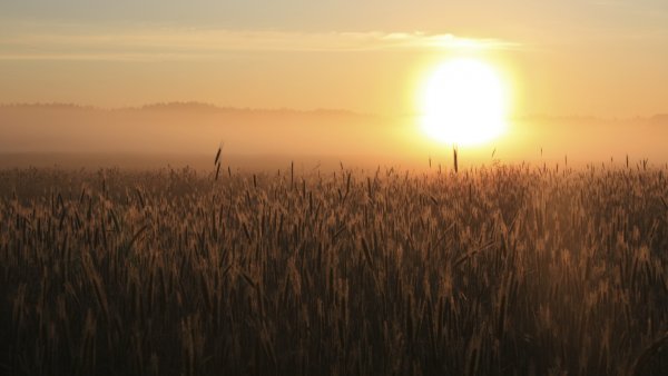 Яркое солнце природа
