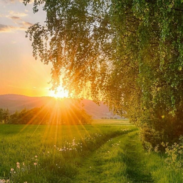 Утро природа