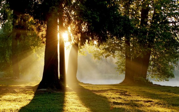 Ромашки и речка на закате