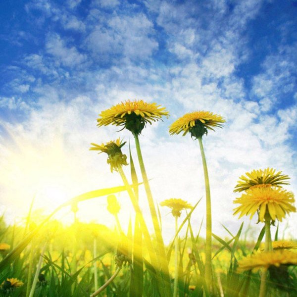 Лето одуванчики