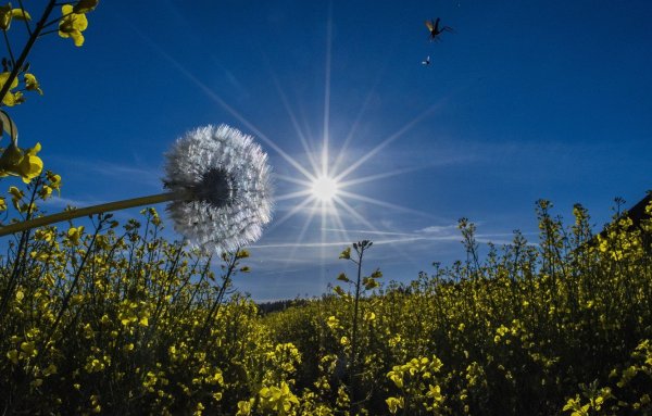 Одуванчик небо