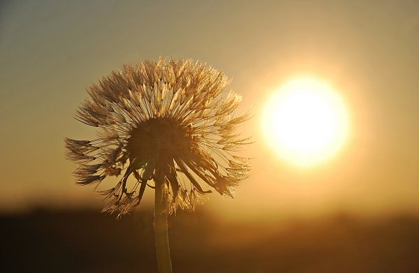 Одуванчик на солнце