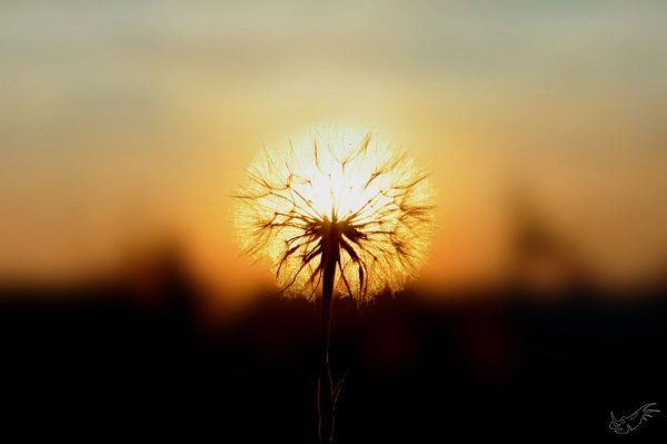 Одуванчик на закате