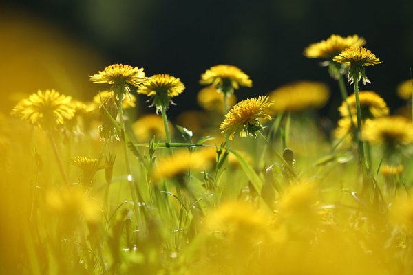 Одуванчик на солнце