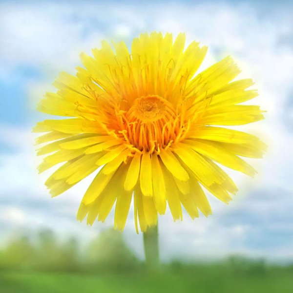 Одуванчик солнышко