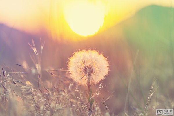 Одуванчик в лучах солнца