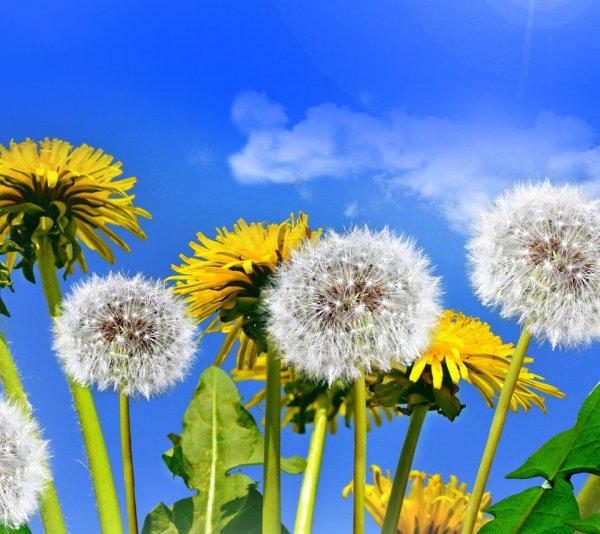 Одуванчик на закате