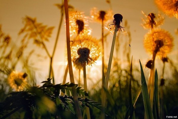 Rizza одуванчик