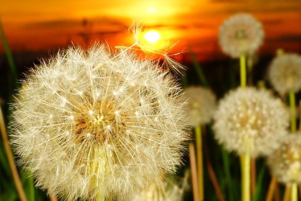Одуванчик на солнце